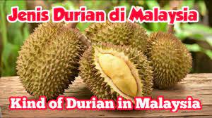 Durian ini merupakan jenis durian yang paling terkenal di indonesia karena memang memiliki rasa manis legit dan aroma harum yang khas. Durian Jenis Durian Di Malaysia Kind Of Durian In Malaysia Youtube