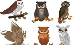 Kamu bisa mencoba menggambar burung bangau yang bertengger, betet beserta pohonnya, cucak ijo, burung dara di atas ranting, jalak bali, kacer kecil, kenari, kutilang, lovebird ngekek, murai batu, maleo, nuri, phoenix, pipit. Koleksi Ikon Burung Hantu Berwarna Kartun Desain Eps Ai Uidownload