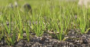 Image result for Isoetes alstonii