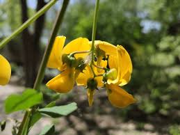 Image result for Calpurnia aurea