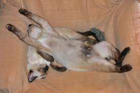 More images for bloated cat's stomach » Possible Reasons Why Your Cat Has A Swollen Abdomen Or Belly Pethelpful