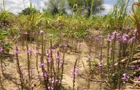 Image result for Striga asiatica
