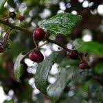 Image result for Rhamnus prinoides