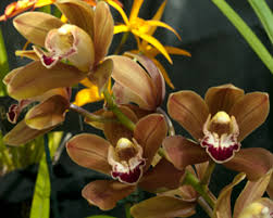 Deep South Orchid Society