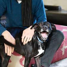 This is an opportunity to discuss your dogs needs, meet your dogs carer, plan your dogs walk schedule and decide whether to proceed. Melbourne House Sitters Trusted Experienced Professional Pet Sitters