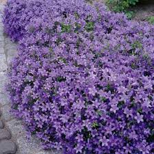 Dalmatian Bellflower Produces Beautiful Mounds Of Purple Bell Shaped Flowers From Late Spring Through Summer Low G Ground Cover Plants Plants Perennial Plants