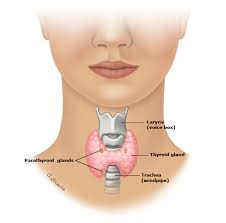 Patient Education Thyroid Nodules Beyond The Basics Uptodate