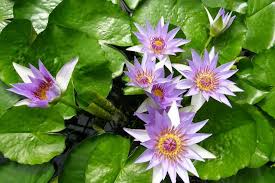Image result for Nymphaea
