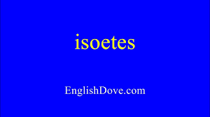 Image result for Isoetes rwandensis