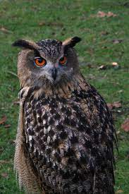 Check spelling or type a new query. Eurasian Eagle Owl Birds Of Germany Inaturalist