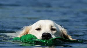Aside from the breeder, the cost of a puppy will also depend on the kennel's location, the parents' bloodline, and the number of pups available. 10 Golden Retriever Facts That Will Make You Smile Youtube