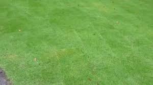 Centipede grass for sale in jacksonville saint johns county. Craft Turf Farms Home Facebook
