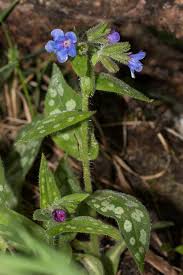Konnten aber dennoch in der mehrzahl der fälle an frisch aufge Pulmonaria Stiriaca Inaturalist