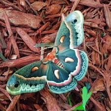 Turquoise Moth Colorful Moths Beautiful Butterflies Animals Beautiful