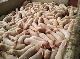 China S Modern Pig Farm With Fully Automated Liquid Feeding System 3000 Pigs Youtube