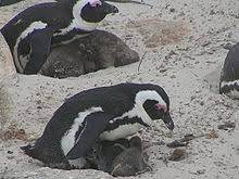 Adélie penguins (pygoscelis adeliae) have survived in antarctica for nearly 45,000 years, adapting to glacial expansions and sea ice fluctuations driven by millennia of climatic changes. African Penguin Wikipedia