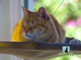 Cama Asilan Kedi Yatagi Youtube