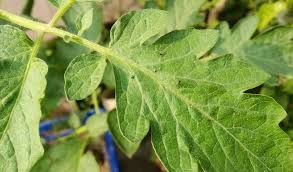 Image result for BLACKFLY ON TOMATO PLANTS