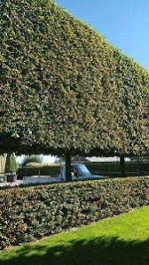 The most common modern day purpose for pleaching is to create lattice, archways, or screens to. Carpinus Betulus Pleached Hornbeam Trees For Sale Online Uk