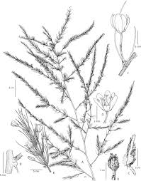 Image result for Ochna richardsiae