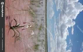 Image result for Crinum paludosum