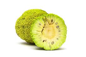 Image result for Maclura