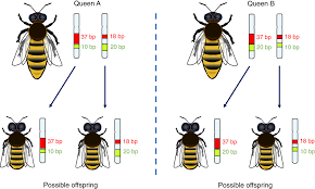 See more ideas about queen bee quotes, bee quotes, queen bees. Assessing The Density Of Honey Bee Colonies At Ecosystem Scales Utaipanon 2019 Ecological Entomology Wiley Online Library