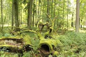 غابة قديمة Bialowieza Forest Ends Of The Earth Wonders Of The World