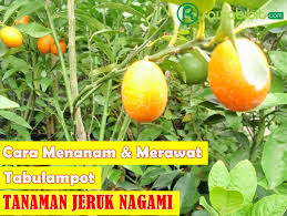 Sementara, pemangkasan biasanya dilakukan dalam pembentukan tajuk, di sisi lain pemangkasan belum diperlukan jika tanaman masih kecil. 5 Cara Menanam Dan Merawat Jeruk Nagami Dalam Pot Agar Mampu Berbuah Lebat Rawabibit Com