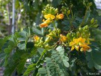 Image result for Caesalpinia ferrea