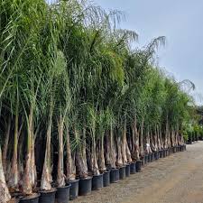 Image result for Cocos