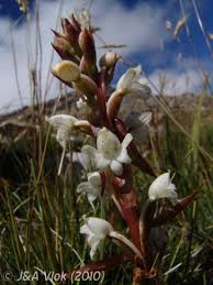 Image result for Satyrium macrophyllum