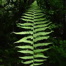 Image result for Athyrium annae