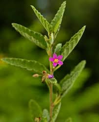 Image result for Melochia melissifolia