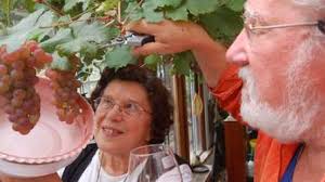 Bescheidene Ausbeute beim Weinanbau an der "Sturmheide"