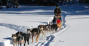 Comme tout bon expat' français au canada, je me suis laissée tentée par le chien de traineau! Trappeur Et Traineau A Chiens Pyrenees Aventure