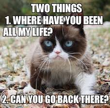 Top 26 Funny Memes Animals Life Cobra Kai Quotes Funny Grumpy Cat Memes Grumpy Cat Quotes Grumpy Cat Humor