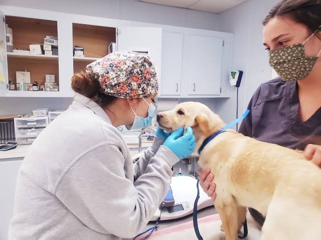 Spay/Neuter Clinic: How One Program Can Save Thousands of Lives - SPCA of  Wake County