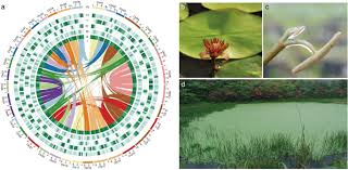 Image result for Brasenia schreberi