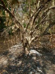 Image result for Strychnos lucens