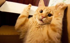 Funny Cat Funny Cat Wallpaper For Pc And Mobile Fine Hd 1440 900 Cat Funny Pictures Wallpapers 73 Wallpapers Funny Cat Videos Funny Cats Funny Cat Pictures