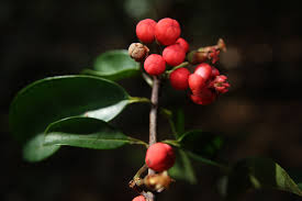 Image result for Symphonia globulifera