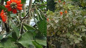 Keterangan berdasarkan hasil praktikum diperoleh data bahwa daun dadap (erythrine variegate) memiliki anak daun yang tiga. Manfaat Daun Dadap Serep Yang Jarang Orang Tahu