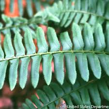 Image result for Polystichum