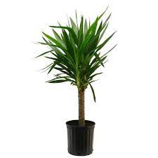Outdoors bright light to full sun. Yucca Plant Care How To Grow Maintain Yucca Indoors Apartment Therapy