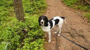 Image result for bernský honič