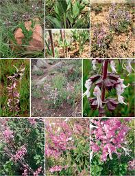 Image result for Syncolostemon elliottii