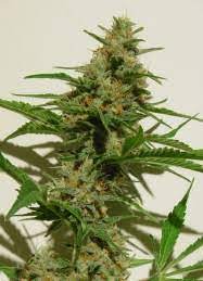 Mexican Haze Dampkring Seed Bank Cannabis Strain Info