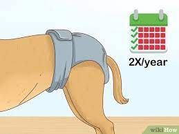 Ab wann sie es riechen können, weiß ich nicht. Erkennen Ob Eine Hundin Laufig Ist Wikihow
