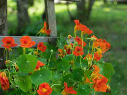 Nasturtium Isn T Flowering Reasons For No Flowers On Nasturtium Plant